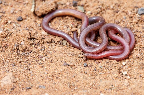 Gambia Blind Snake