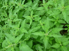 Urtica dioica dioica