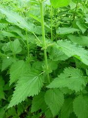Urtica dioica dioica