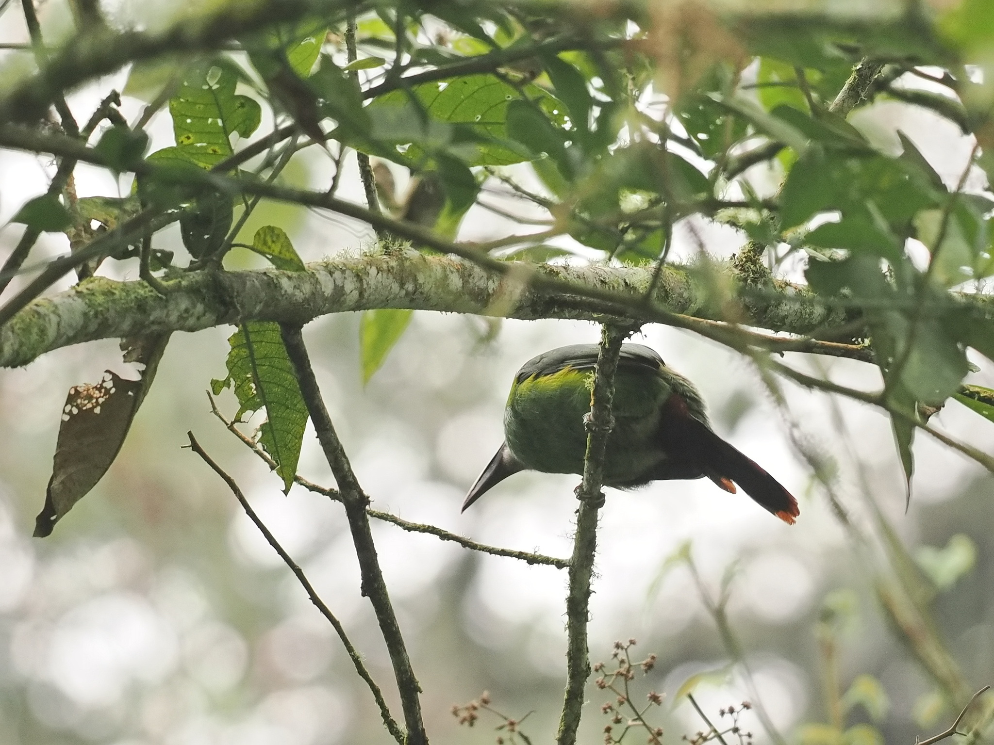 Southern Emerald Toucanet (Aulacorhynchus albivitta), photo 4