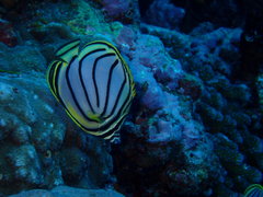 Chaetodon meyeri
