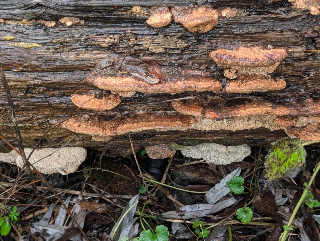 Fomitopsis quercina · February 2026 · photo: © pilmar (iNaturalist, cc0)