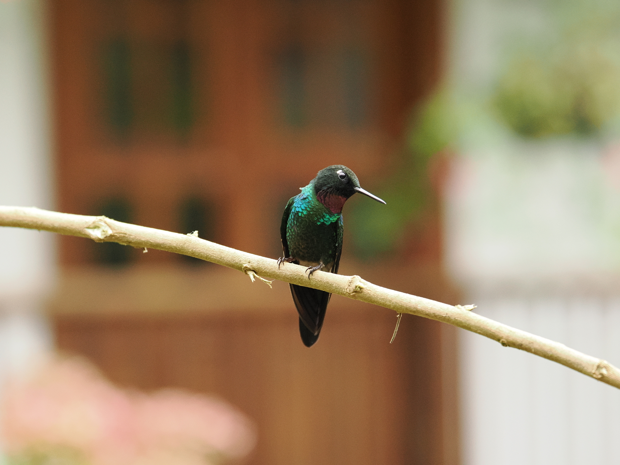 Tourmaline Sunangel (Heliangelus exortis), photo 4