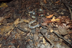 Cylindrophis ruffus