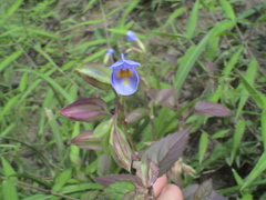 Torenia