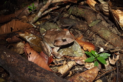 Limnonectes malesianus