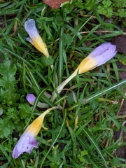 Crocus atticus