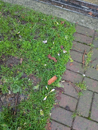 Crocus atticus, photograph 2