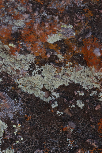 Protoparmeliopsis bipruinosa