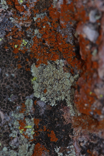Protoparmeliopsis bipruinosa