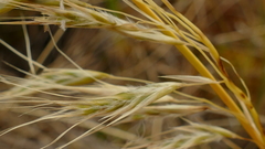 Chionochloa antarctica