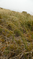 Chionochloa antarctica