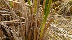 Chionochloa antarctica