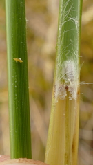 Chionochloa antarctica