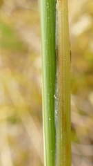 Chionochloa antarctica