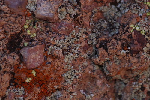 Protoparmeliopsis bipruinosa