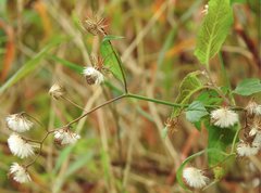 Senecio scandens