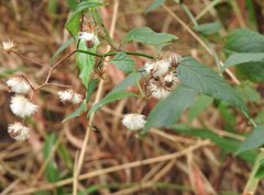 Senecio scandens