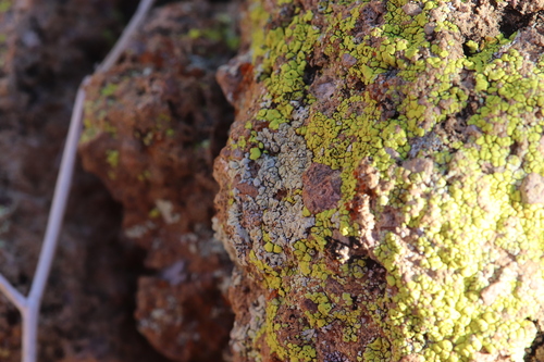 Protoparmeliopsis bipruinosa
