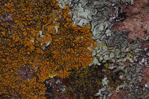 Squamulea squamosa
