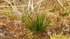 Juncus scheuchzerioides