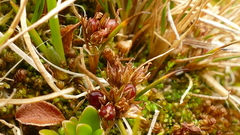 Juncus scheuchzerioides