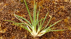 Juncus scheuchzerioides