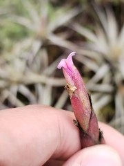 Tillandsia incarnata, photograph (c) Esteban Poveda, some rights reserved (CC BY)