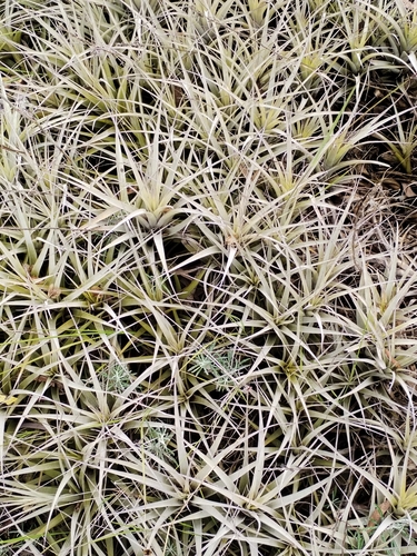 Tillandsia incarnata, photograph 4