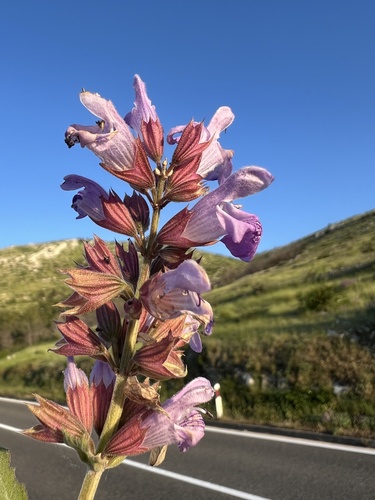 Salvia officinalis
