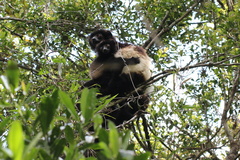 Propithecus edwardsi