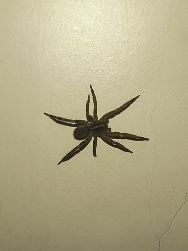 Centroctenus brevipes