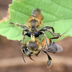 Laxenecera albicincta