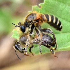 Laxenecera albicincta