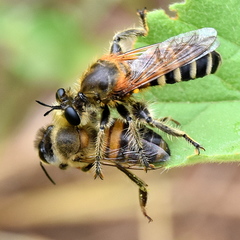 Laxenecera albicincta