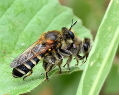 Laxenecera albicincta