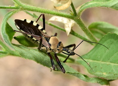 Rhynocoris neavei