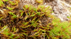 Oreobolus pectinatus