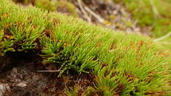 Oreobolus pectinatus