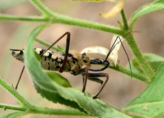 Rhynocoris neavei