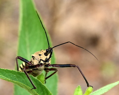 Rhynocoris neavei