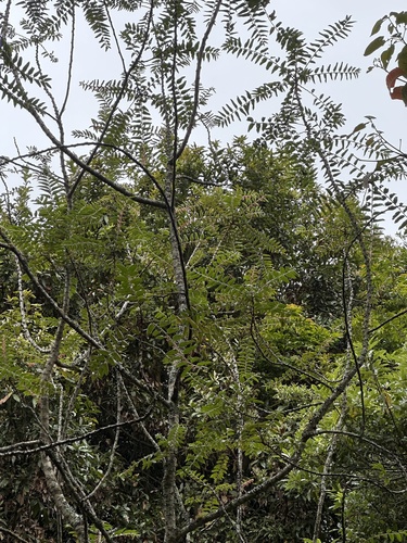 Phyllanthus salviifolius