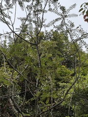Phyllanthus salviifolius