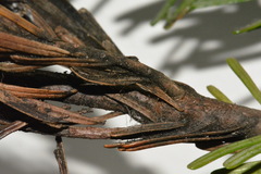 Herpotrichia juniperi