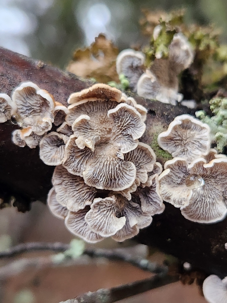 Plicatura crispa · January 2026 · photo: © lytiic (iNaturalist, cc-by-nc)