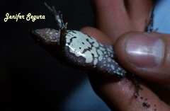 Gastrophryne elegans