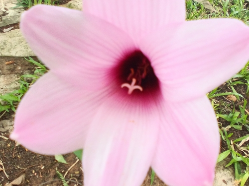 Zephyranthes brachyandra