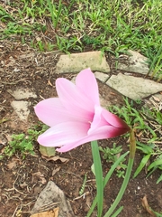 Zephyranthes brachyandra, photograph (c) K. Musálem, some rights reserved (CC BY-SA)