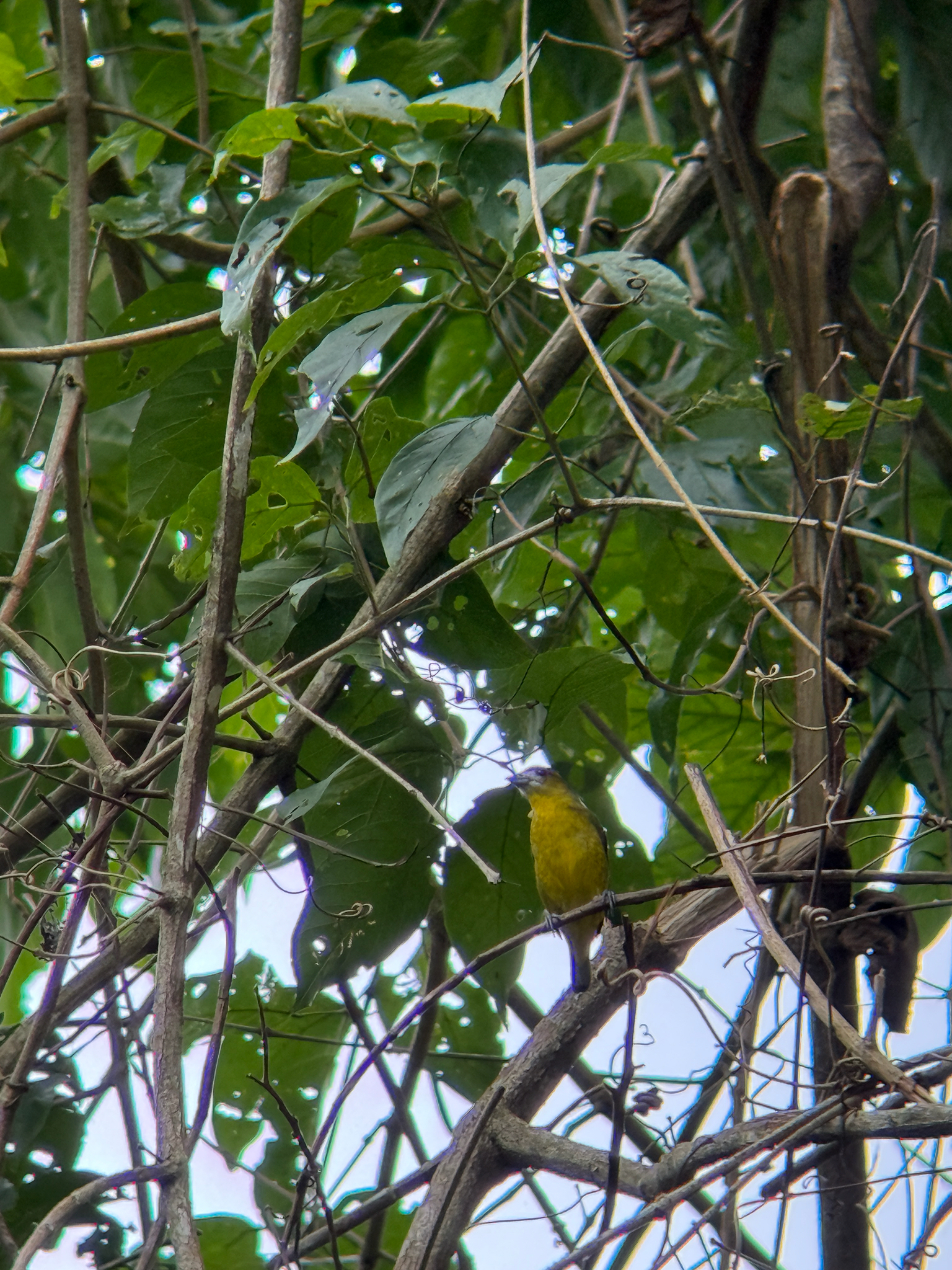 White-lored Euphonia (Euphonia chrysopasta), photo 2