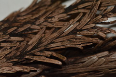 Herpotrichia juniperi